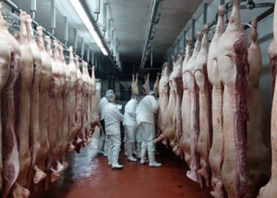The first training on pig carcass classification was held in Serbia