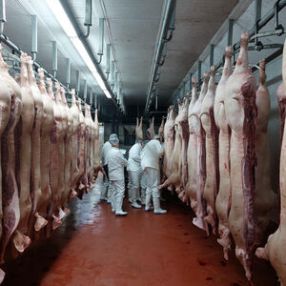 The first training on pig carcass classification was held in Serbia